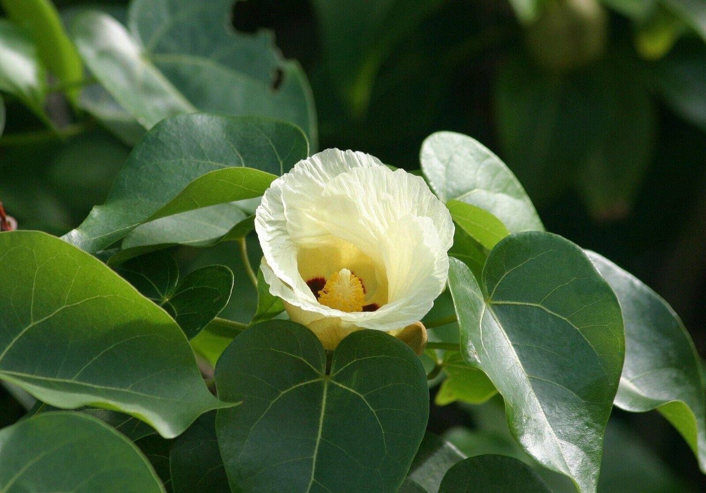 25 Thespesia populnea Seeds, Indian tulip tree, Aden apple, Portia  tree Seeds . - Seedsforgarden (1999-2024 ) .We Ship Seeds & Live Plants Worldwide 
