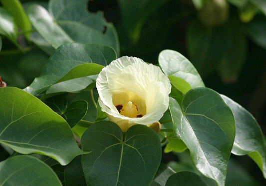 25 Thespesia populnea Seeds, Indian tulip tree, Aden apple, Portia  tree Seeds . - Seedsforgarden (1999-2024 ) .We Ship Seeds & Live Plants Worldwide 