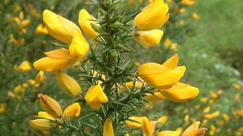 100 Ulex europaeus Seeds ,The gorse Plant Seeds, Common gorse Seeds, Hedge Seed - Seedsforgarden (1999-2024 ) .We Ship Seeds & Live Plants Worldwide 