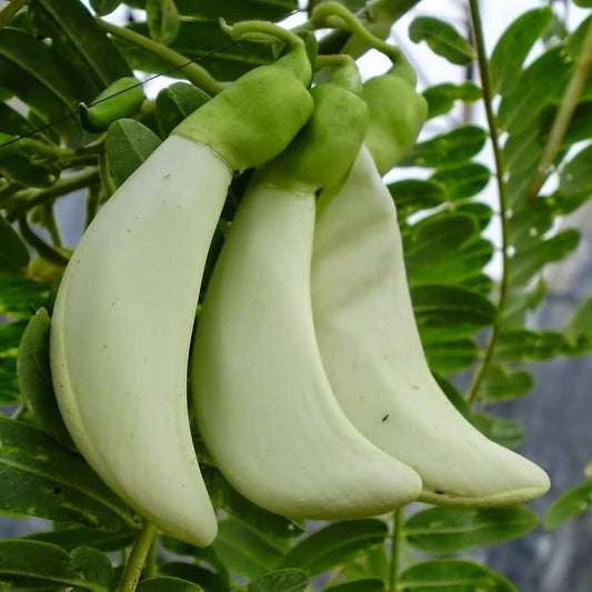 10 Sesbania grandiflora Plants ,Agati Plants , White Hummingbird tree  Plants