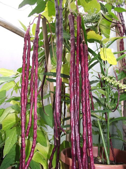 25 Red Noodle Yard long bean seed , Asian Chinese Noodle Bean Seeds, Non -Gmo - Seedsforgarden (1999-2024 ) .We Ship Seeds & Live Plants Worldwide 