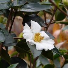 Camellia oleifera seeds, Oil seed camellia ,Tea oil camellia, - Seedsforgarden (1999-2024 ) .We Ship Seeds & Live Plants Worldwide 