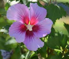 50 Hibiscus syriacus, Rose of Sharon , Shrub althea Seeds, - Seedsforgarden (1999-2024 ) .We Ship Seeds & Live Plants Worldwide 