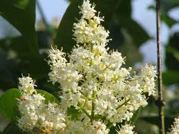 25 Japanese tree lilac, Syringa reticulata Seeds - Seedsforgarden (1999-2024 ) .We Ship Seeds & Live Plants Worldwide 