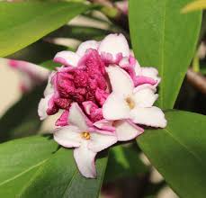 Daphne Odora seeds, Winter daphne Seeds - Seedsforgarden (1999-2024 ) .We Ship Seeds & Live Plants Worldwide 