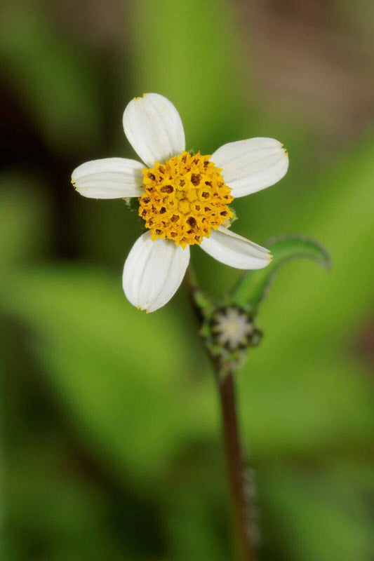 200 Bidens pilosa Seeds, Cobbler's Pegs Seeds,Spanish Needle Seeds - Seedsforgarden (1999-2024 ) .We Ship Seeds & Live Plants Worldwide 