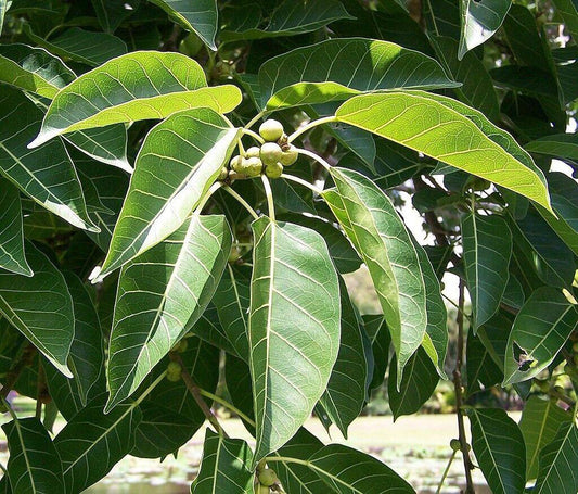 100 Ficus Infectoria Seeds, , Pilkhan tree Seeds,White Fig tree Seeds, Exoti Fig Tree Seeds - Seedsforgarden (1999-2024 ) .We Ship Seeds & Live Plants Worldwide 