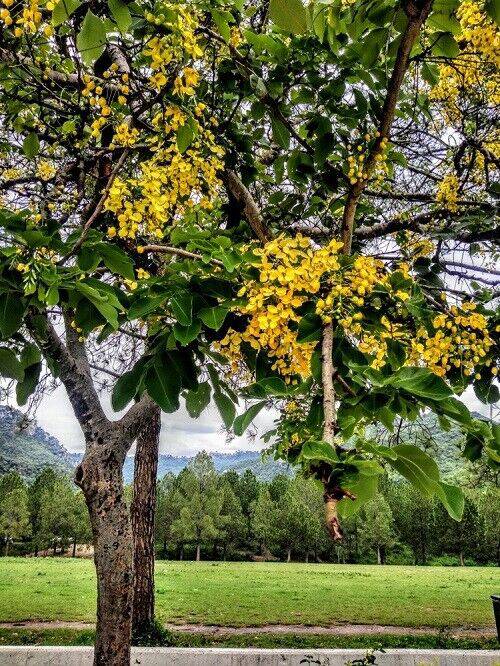 25 Pterocarpus Marsupium Seeds20, Indian Kino Tree Seeds, Malabar Kino Tree Seeds, - Seedsforgarden (1999-2024 ) .We Ship Seeds & Live Plants Worldwide 