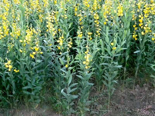 100 Crotalaria juncea Seeds, Shrub Seeds - Seedsforgarden (1999-2024 ) .We Ship Seeds & Live Plants Worldwide 