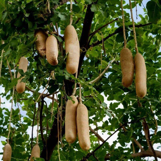 25 Kigelia pinnata Seeds , sausage tree Seeds, Exotic  Fruit Seeds - Seedsforgarden (1999-2024 ) .We Ship Seeds & Live Plants Worldwide 