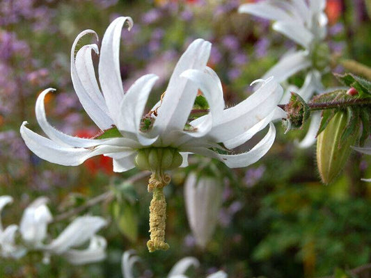 20 Michauxia campanuloides,The Wheel Flower Seeds, Rough leaved Michauxia Seeds - Seedsforgarden (1999-2024 ) .We Ship Seeds & Live Plants Worldwide 