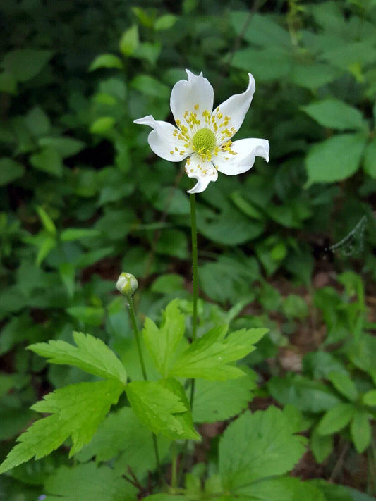 20 Tall Anemone Seeds, Anemone virginiana Seeds, White Anemone Flower  Seeds - Seedsforgarden (1999-2024 ) .We Ship Seeds & Live Plants Worldwide 