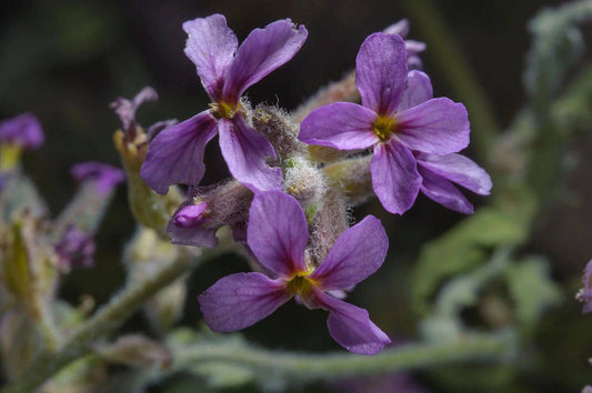 25 Khozama plant Seeds, Horwoodia dicksoniae Seeds - Seedsforgarden (1999-2024 ) .We Ship Seeds & Live Plants Worldwide 