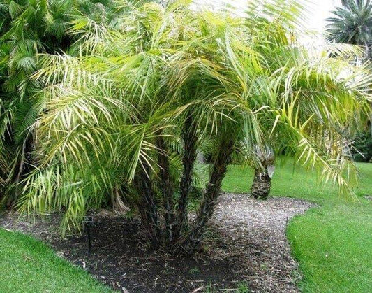 25 Phoenix paludosa Seeds , The mangrove date palm Seeds - Seedsforgarden (1999-2024 ) .We Ship Seeds & Live Plants Worldwide 