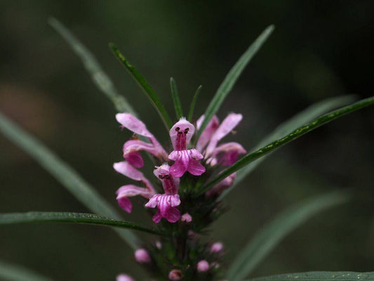 25 Leonurus japonicus Seeds, Oriental motherwort Seeds, Chinese motherwort Seeds - Seedsforgarden (1999-2024 ) .We Ship Seeds & Live Plants Worldwide 