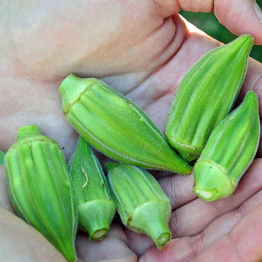 25 Green Okra Short Seeds  ,Non-Hybrid , Non-Gmo Okra  Seeds, Exotic  Okra Seed - Seedsforgarden (1999-2024 ) .We Ship Seeds & Live Plants Worldwide 