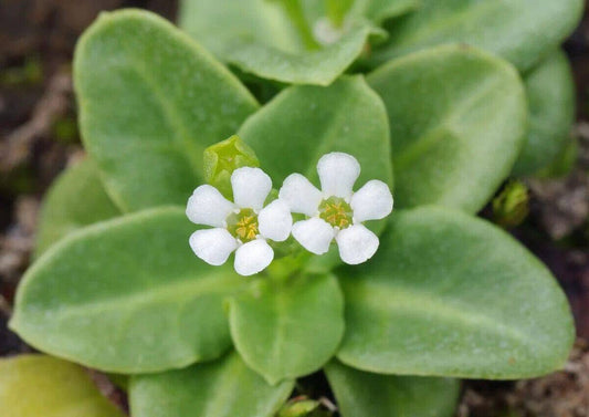 20 Samolus valerandi Seeds, water cabbage Seeds , Water rose Seeds, - Seedsforgarden (1999-2024 ) .We Ship Seeds & Live Plants Worldwide 