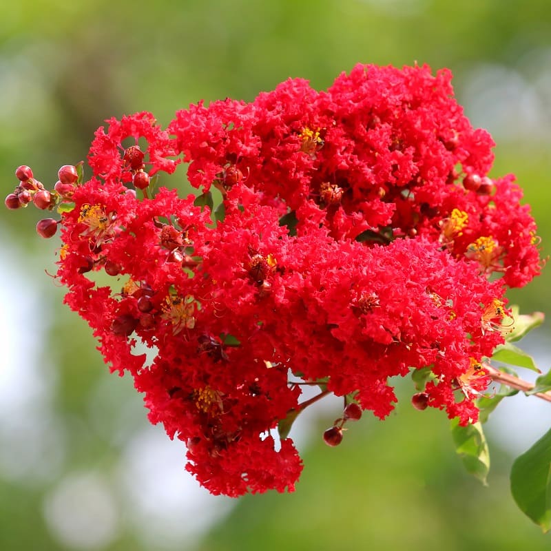 10 Lagerstroemia indica Plants, Red Flower Crape Myrtle Plants,
