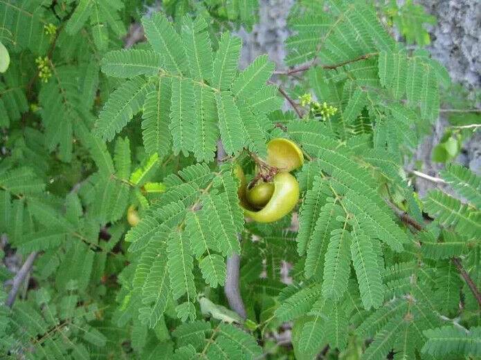 25 Caesalpinia coriaria Seeds , Divi Divi Tree Seeds, American Sumac Tree Seeds - Seedsforgarden (1999-2024 ) .We Ship Seeds & Live Plants Worldwide 