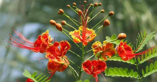5 Live Caesalpinia pulcherrima Plants, Pride of Barbados Plants ,Bird of Paradise Plants, With  Phytosanitary certificate - Seedsforgarden (1999-2024 ) .We Ship Seeds & Live Plants Worldwide 