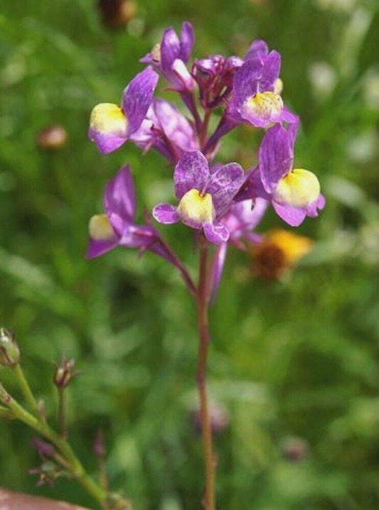 100 Linaria maroccana Seeds, Linaria Seeds, Toadflax Seeds - Seedsforgarden (1999-2024 ) .We Ship Seeds & Live Plants Worldwide 