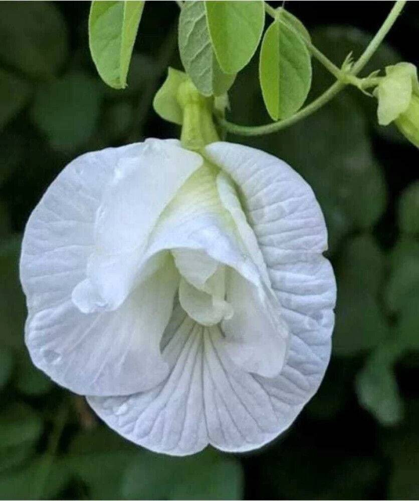 25 Clitoria ternatea White Double Petal Seeds , White Butterfly pea Seeds , - Seedsforgarden (1999-2024 ) .We Ship Seeds & Live Plants Worldwide 