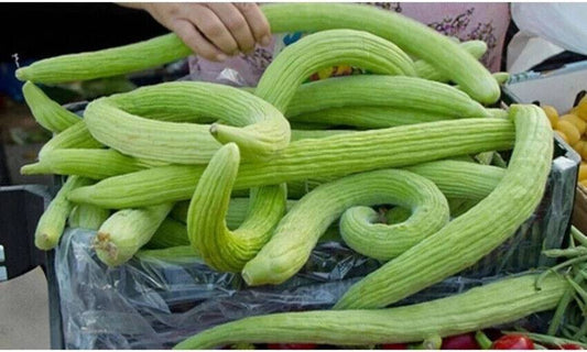 100 Cucumber Armenian Seeds , Yard long Cucumber, Snake Melon Seeds, Kakri Seeds - Seedsforgarden (1999-2024 ) .We Ship Seeds & Live Plants Worldwide 