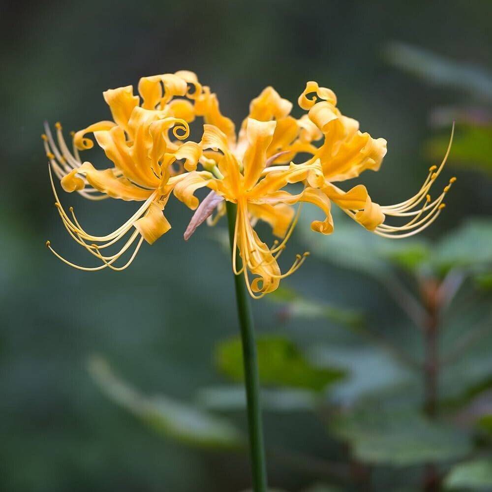 2 Lycoris aurea Bulbs, Golden Spider Lily Bulbs, Yellow Spider Lily Bulbs, - Seedsforgarden (1999-2024 ) .We Ship Seeds & Live Plants Worldwide 