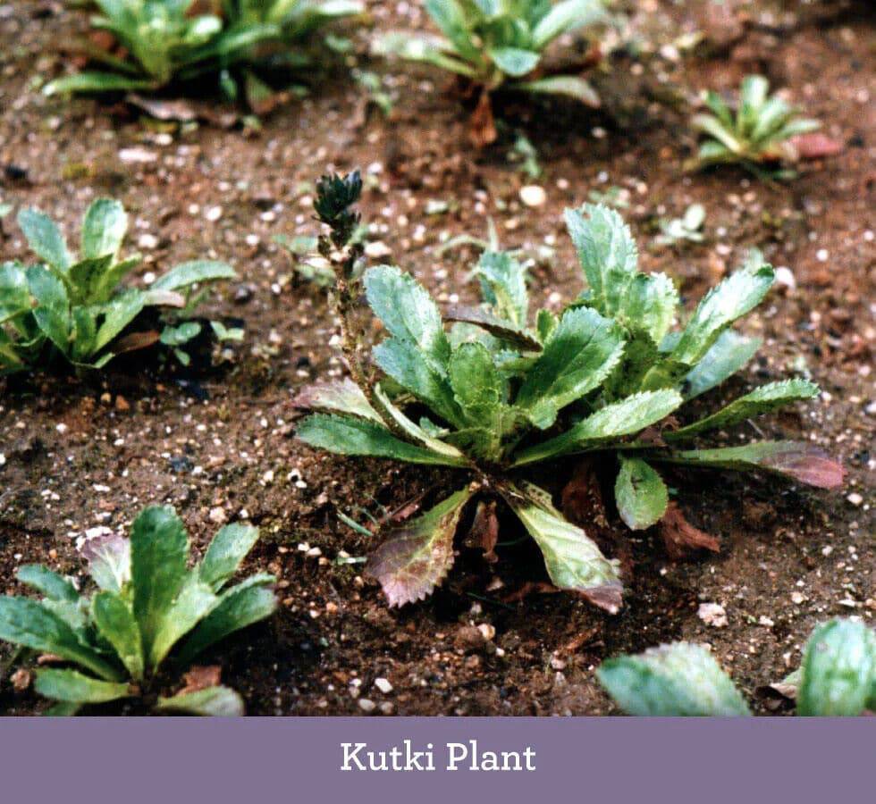 100 Picrorhiza kurroa Seeds, Kutki Seeds - Seedsforgarden (1999-2024 ) .We Ship Seeds & Live Plants Worldwide 