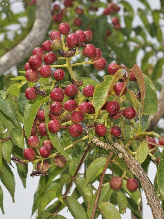 25 Zanthoxylum rhetsa Seeds, Indian Prickly Ash  Seeds, Exotic Zanthoxylum Seeds - Seedsforgarden (1999-2024 ) .We Ship Seeds & Live Plants Worldwide 
