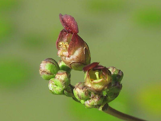 20 Scrophularia Nodosa Seeds, Common Woodland Figwort Seeds - Seedsforgarden (1999-2024 ) .We Ship Seeds & Live Plants Worldwide 