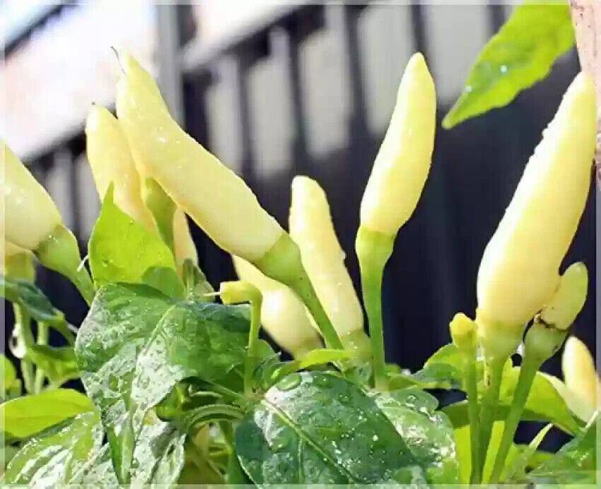 25 White Bird's eye chili Seeds, Capsicum annuum, White kanthari mulagu Seeds, - Seedsforgarden (1999-2024 ) .We Ship Seeds & Live Plants Worldwide 