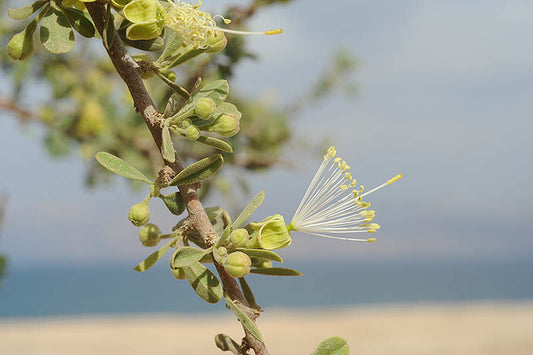 10 Maerua crassifolia  Seeds, Atil Seeds - Seedsforgarden (Since 1999).We Ship Seeds & Live Plants Worldwide 