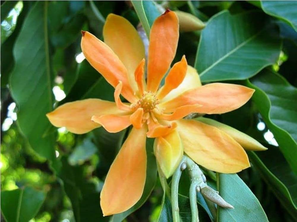 5 Hybrid Magnolia champaca Plants,  Hybrid Shenbagam ,With Phytosanitary Certificate