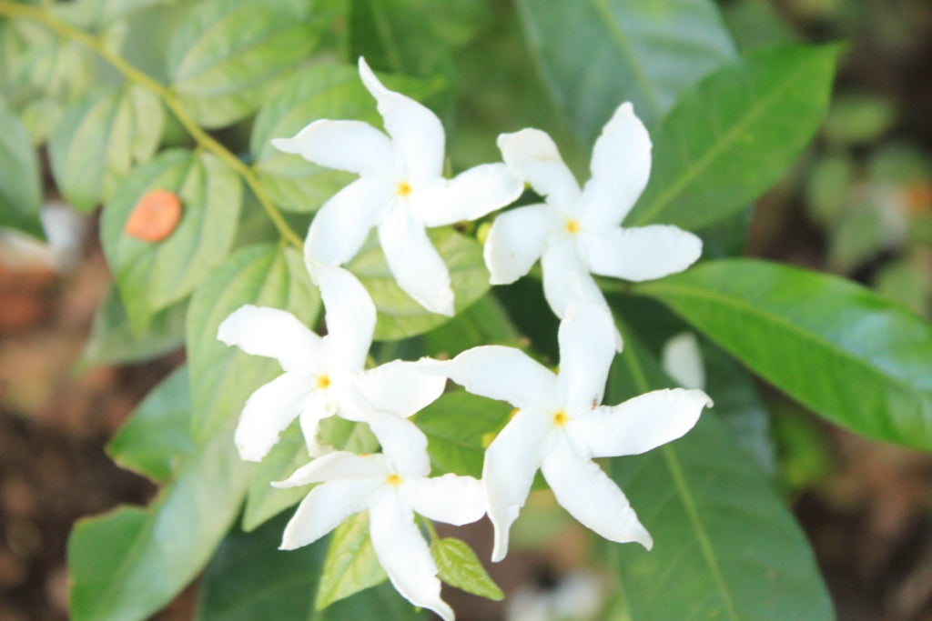 10 Tabernaemontana divaricata Plants , Nandhiyavattam  Plants, With Phytosanitary certificate - Botanika