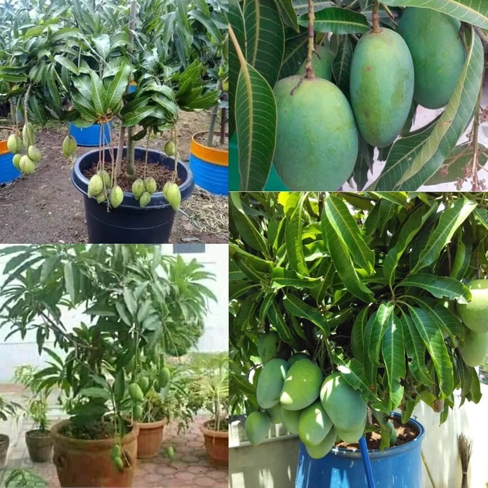 10 Mango Plants for Balcony , Dwarf Mango Fruit Plants, With Phytosanitary certificate