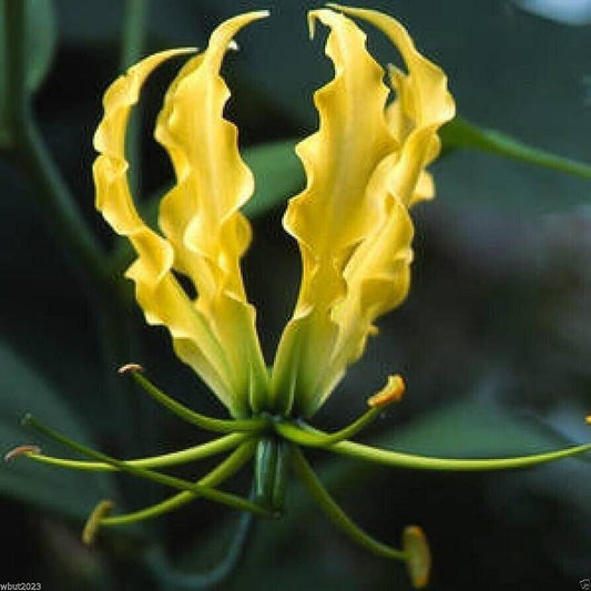 25 Gloriosa Lutea Seeds, Gloriosa Lily, Climbing Lily, Flame Lily , Yellow Lily - Seedsforgarden (1999-2024 ) .We Ship Seeds & Live Plants Worldwide 