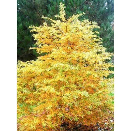 20 Pseudolarix amabilis Seeds , Golden Larch Seeds, False Larch Seeds, - Seedsforgarden (1999-2024 ) .We Ship Seeds & Live Plants Worldwide 