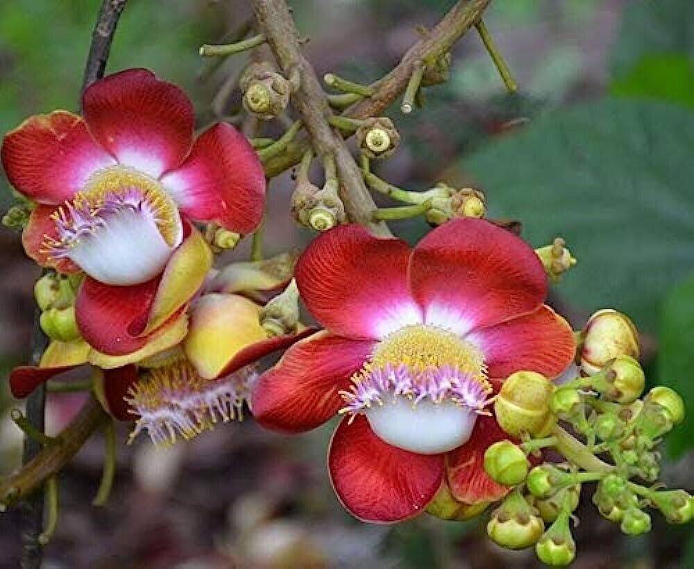 15 Couroupita Guianensis Tree Seeds,  Cannon Ball Tree Seeds, Nagalinga Seeds - Seedsforgarden (1999-2024 ) .We Ship Seeds & Live Plants Worldwide 