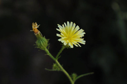 10 Picris babylonica Seeds, Picris Seeds, Exotic Yellow  Flower Seeds - Seedsforgarden (1999-2024 ) .We Ship Seeds & Live Plants Worldwide 