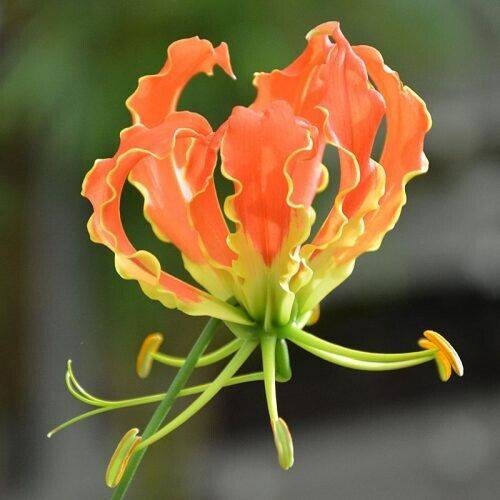 2 Gloriosa Plantii Tubers , Orange Flame lily, Fire lily, Gloriosa lily Rhizome - Seedsforgarden (1999-2024 ) .We Ship Seeds & Live Plants Worldwide 