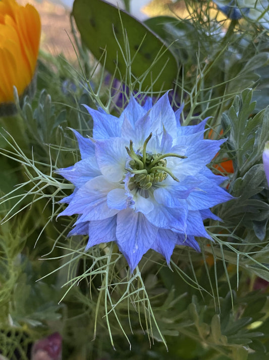 100 Nigella damascena Seeds,  Love-in-a-Mist Seeds,