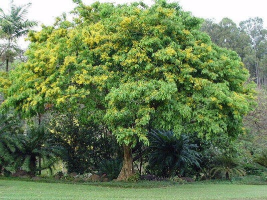 15 Pterocarpus indicus Seeds , Burmese Rosewood, Narra Tree Seeds, - Seedsforgarden (1999-2024 ) .We Ship Seeds & Live Plants Worldwide 