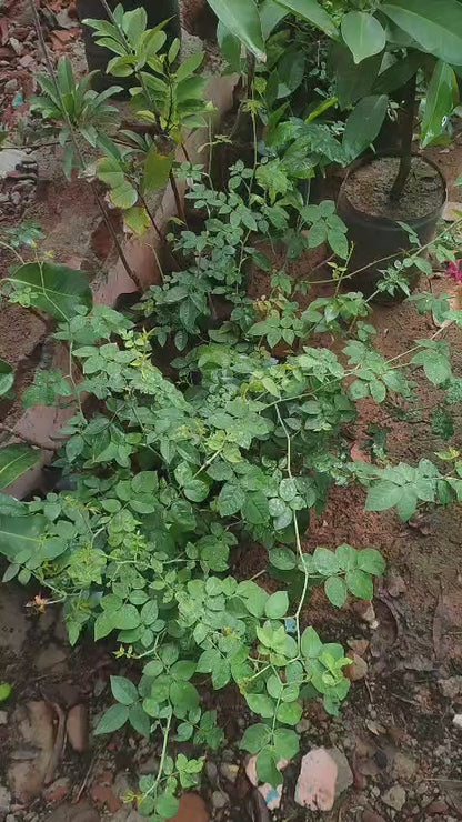 10 Nattu Rose Pink, Country Rose Plant , With Phytosanitary certificate