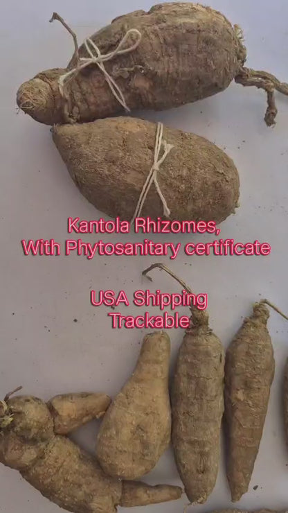 10 Momordica dioica Rhizomes, Spiny gourd Rhizomes ,Kantola Rhizomes, With Phytosanitary certificate