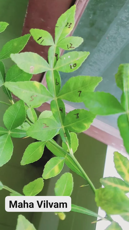 5  Maha Vilvam Plants 9 to 13 Leaves, Phytosanitary certificates & Shipping Worldwide