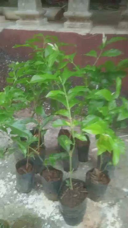 10 Plants Udupi jasmine, Udupi Mallige or Shankarapura Mallige.  With Phytosanitary Certificate