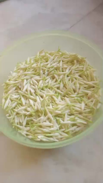 10 Plants Udupi jasmine, Udupi Mallige or Shankarapura Mallige.  With Phytosanitary Certificate