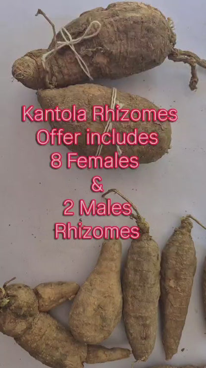 10 Momordica dioica Rhizomes, Spiny gourd Rhizomes ,Kantola Rhizomes, With Phytosanitary certificate