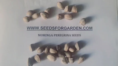 Moringa peregrina Seeds, Phytosanitary Certificate (Qatar)